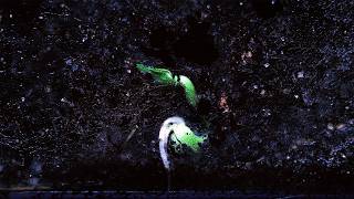 TOP 5 Plant Time Lapse 2025
