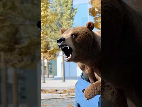 Bear Inside Car in Los Angeles!
