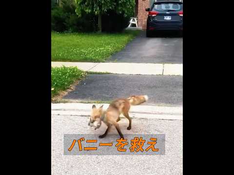 小さなウサギは本当に幸運です！ #動物 #動物プロダクション #animals