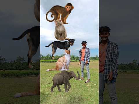 Balloons to monkey, dog,cat & elephant Funny vfx magic video #youtubeshorts #shorts