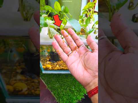😱 Don't make this Mistake. #ytshorts #shorts #aquarium #petfish #fishaquarium