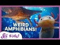 Animal Adaptations and Survival Strategies