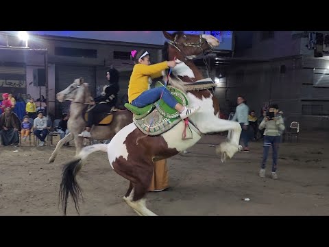 حصان فلسطيني أجمل رقص حصان الفارسة شهد،البرنسيسة،صفاء