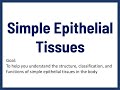 Understanding Simple Epithelial Tissues