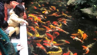 Koi aquarium plants 🪴