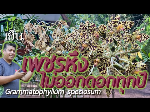 เพชรหึง-ว่านหางช้าง-ไม่ออกดอกทุกปี-จาก-Live-Stream-ไลฟ์สด-Gr Muuyehn Studio เพชรหึง-ว่านหางช้าง-ไม่ออกดอกทุกปี-จาก-Live-Stream-ไลฟ์สด-Gr