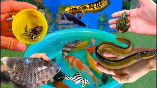 Bắt cá cảnh dễ thương, cá vàng, cá koi, cá trê, cá nemo, cá dạ quang, cá bình tích
