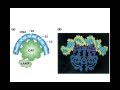 Lac Operon Mechanisms and Functions
