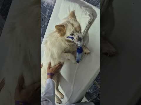 Man rescue a family of dogs #animals #rescueanimals #animalsoftiktok #rescue #puppy #rescuedog