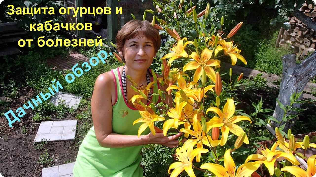 Как защитить огурцы и кабачки от болезней и гнили