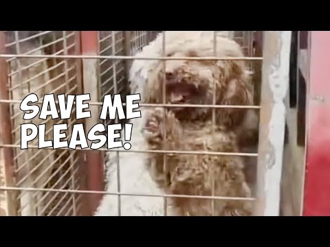 We Found a Dog Locked in a Cage by a Dog Trader, Begging For Help