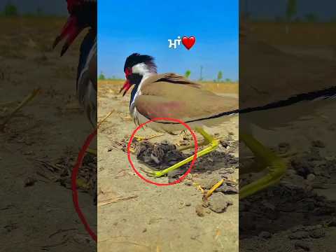 Red-Wattled Lapwing 🤯 बिना नाखून वाला पक्षी #shorts #shortsvideo