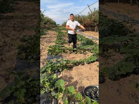 Rural farming life and harvesting pumpkin from farmers with cutting so fresh #2024 #harvesting