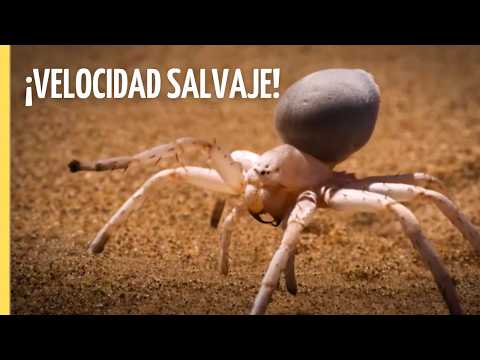 Los animales más rápidos del planeta 🌍🐆 | Episodio Completo