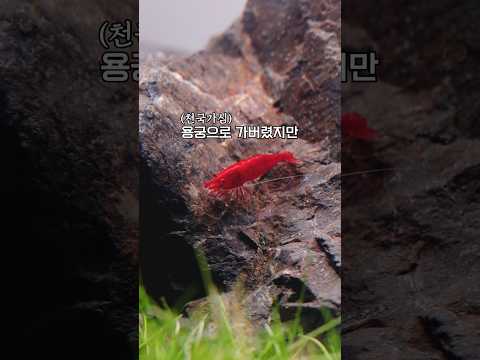 죽어가던 새우를 살린 과정