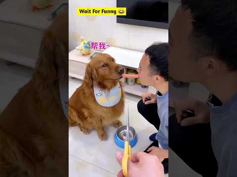 আমি বেশি খাবো 😂 Most Popular Tiktok dog Funny Video sofiker video animal funny video #shorts #dog
