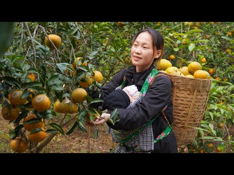 Hien is away, I do all the work by myself, harvesting oranges