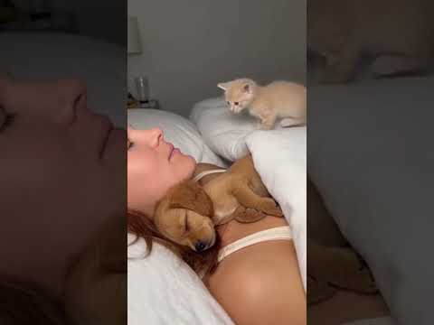 Would YOUR cat join the cuddle too? ๐๐นโค๏ธ #cat #cute #funny #ใใใใ็ซ #dog #sweet #shorts #็ใๅ็ป #kitten