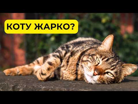 КОШКЕ ЖАРКО? 10 способов КАК ПОМОЧЬ котику в жару. Признаки перегрева у кошки