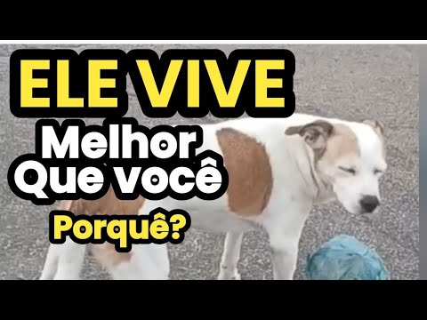 O CACHORRO VIVE MELHOR QUE VOCÊ, SEJA DOG CARAMELO OU QUALQUER OUTRO ENTENDE O SENTIDO DA VIDA