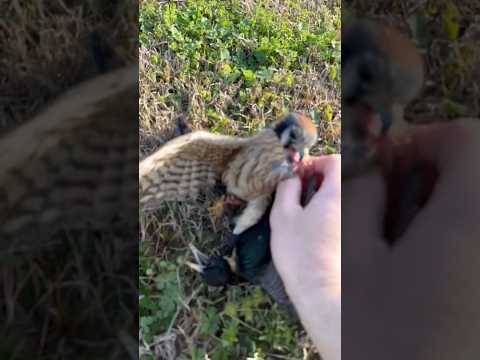 Our most viral video yet. Churro had a good grip on this starling’s neck and it had her by the beak!