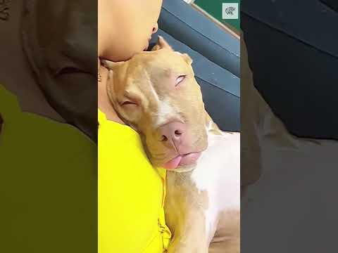 Beautiful Dog Sleeping - By gaelcantico (Ig)
