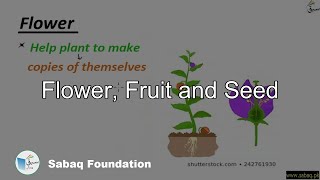 Flower, Fruit and Seed