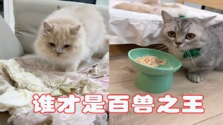 到底谁才是真正的百兽之王？