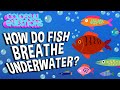 Breathing Mechanisms in Marine Life