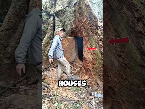 Can You Imagine Living Inside a Tree 😨
