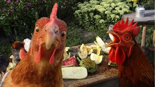I built a buffet table for my chickens - look how happy they are