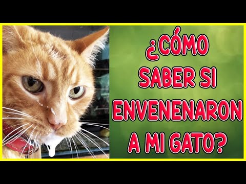 CÓMO SABER SI ENVENENARON A MI GATO | PRINCIPALES SÍNTOMAS - SiamCatChannel