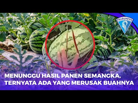 Menunggu Hasil Panen Semangka, Ternyata Ada Yang Merusak Buahnya Di Riau