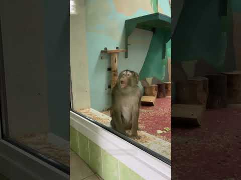 "Funny Gorillas"#Gorilla #Gorillaso #funny #funnyvideos #foryou #fypage #fypツ #funnyGorilla