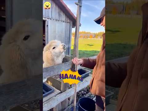 Instant Karma #funny #fail #shorts