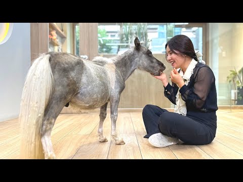 [애니살롱] 국내최초!! 초소형말을 미용했습니다!! (힐링말🐴 월리) Mini Horse "Falabella" Grooming_Korean Gog Grooming"ANISALON"