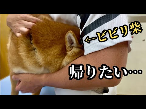 【悲鳴】病院が怖くて、診察中にパパに助けを求めてベッタリの柴犬【アレルギー皮膚炎】