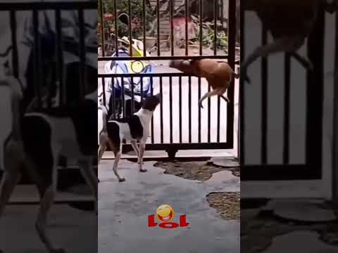 рджреЛ рдиреЛ рдХреБрддреЗ рдореЗрдВ рд╕реЗ рдХреМрди рд╕рд╛ рдХреБрддреНрддрд╛ рджрд┐рдорд╛рдЧ рджрд╛рд░ рд╣реИ рдкреВрд░рд╛ рд╡реАрдбрд┐рдпреЛ рджреЗрдЦ рдХрд░ рдХрдореЗрдВрдЯ рд▓рд╛рдЗрдХ рд╕реЗрд░ рдХрд░реЗ рдирдП рд╡реАрдбрд┐рдпреЛ рджреЗрдЦреЗ