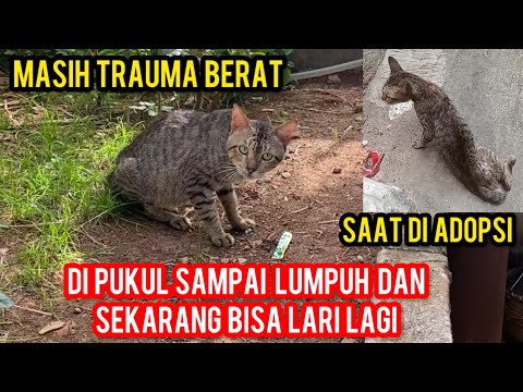 Subhan Allah Kucing Jalanan Yang Di pukull Sampai Lumpuh Bisa Berjalan Lari Kembali ..‼️