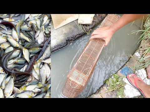 ছোট মাছ ধরার ধুম|Traditional Primitive Fishing