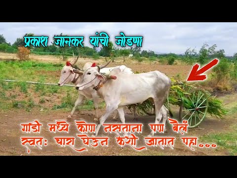 ह्या बैलांना किती भारी शिकवण आहे नक्की पहा...💯🔥😮#bailgadasharyat