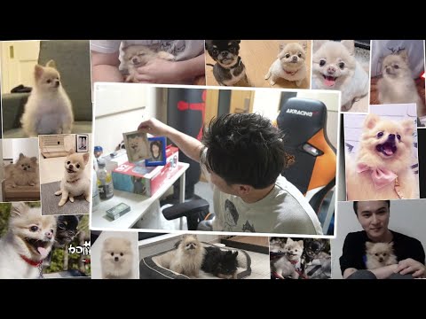 愛犬「ハナ」亡くなる【2025/06/11】
