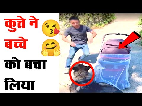 लास्ट में कुत्ते ने कमाल कर दिया 😯😱 #Animalslover #Shorts Jhakash Motivation