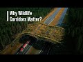 Wildlife Corridors and Habitat Impact