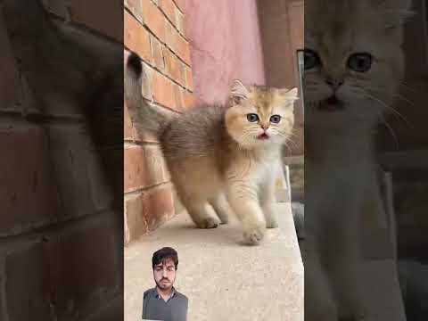 Bili ki dukh bhari kahani #shorts #cat #catlover #cute #kitten #lovelycat #catworld #catlady #kitty