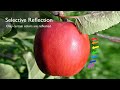 Color Perception and Light Interaction