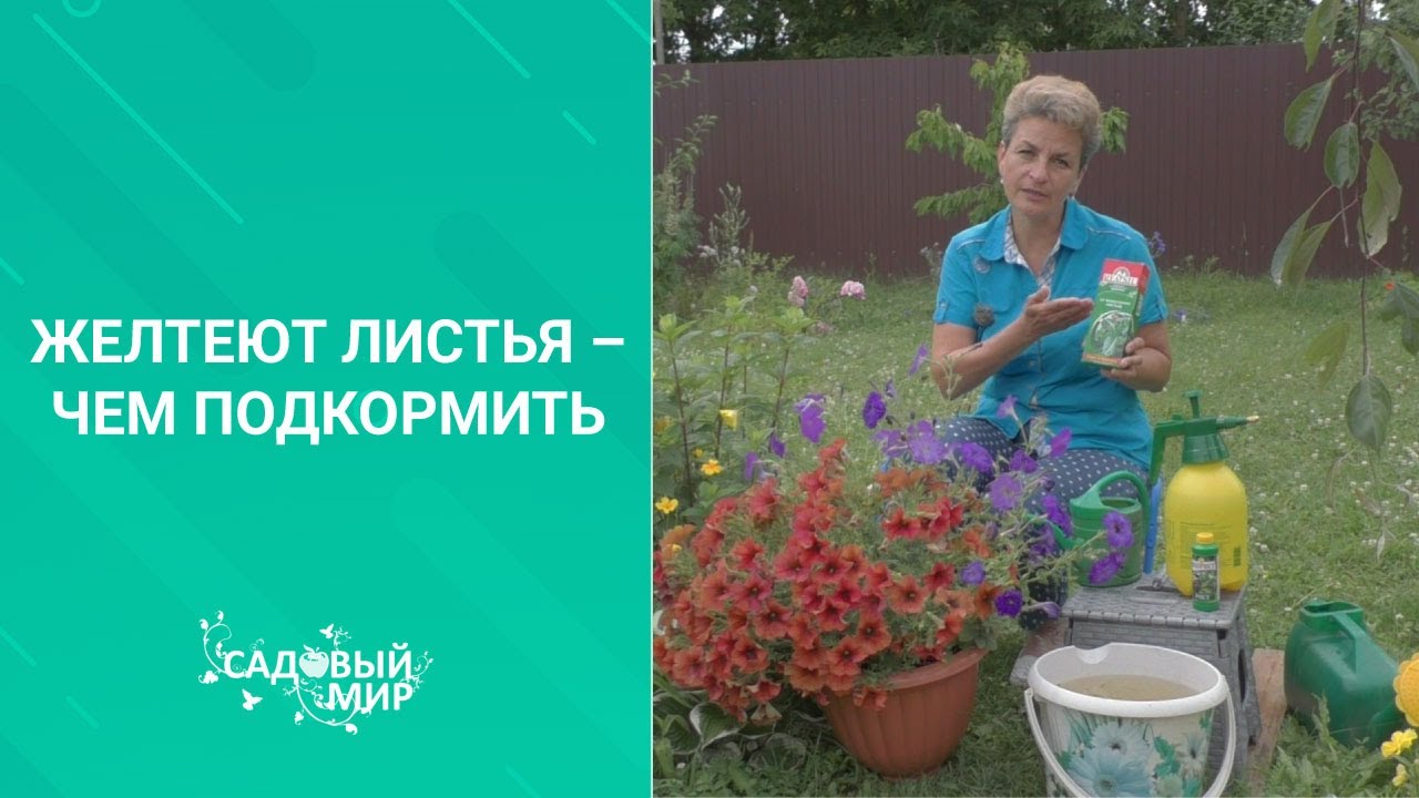 Желтеют листья чем подкормить