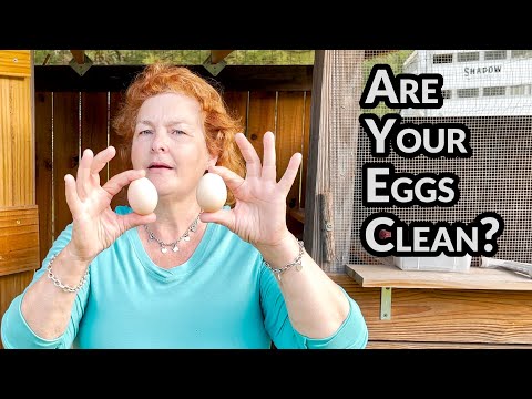 Are your eggs clean? How to treat parasites and worms in your chickens.