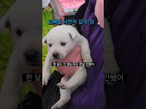 대전 시장 운명이 바뀐 강아지 3만원 정구지 5천원 #shorts #puppy #애완동물