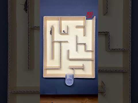 Maze solo: Bombardier Beetle vs Giant Ant